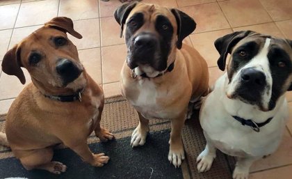 Gus (left) with sisters Skye and Storm